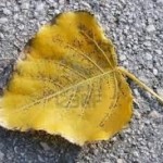 herfstblad